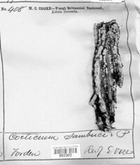 Lyomyces sambuci image